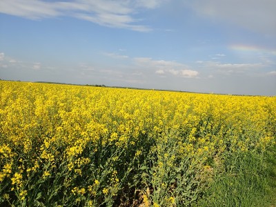 油菜领域