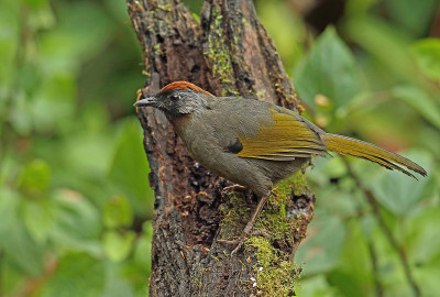 Silver-eared Laughingthrush