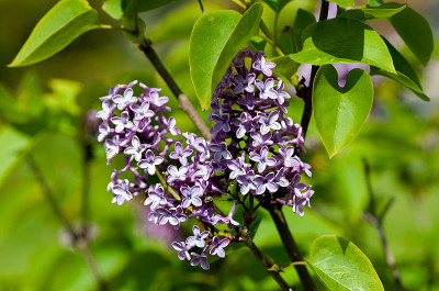 紫色的丁香花布什
