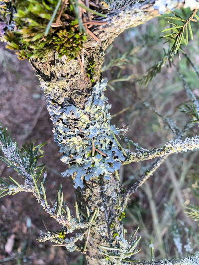 真菌病，树皮和树枝上的苔藓