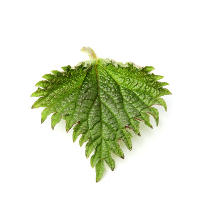 荨麻叶是孤立的。