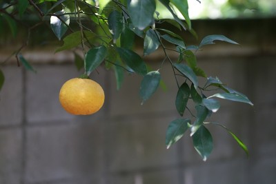 柑橘及水果