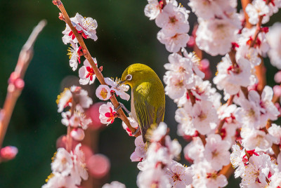 日本的白眼和梅花