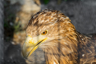囚禁中的金鹰头(Aquila chrysaetos)