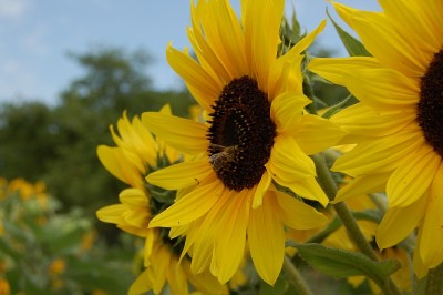 蜜蜂坐在向日葵上