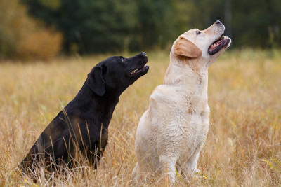 两只拉布拉多犬坐在秋天的草地上