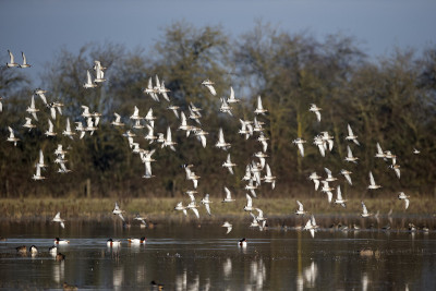 黒,Limosa