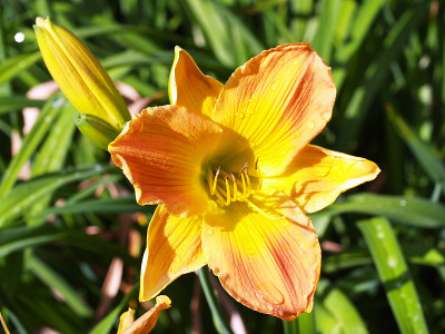 黄花菜