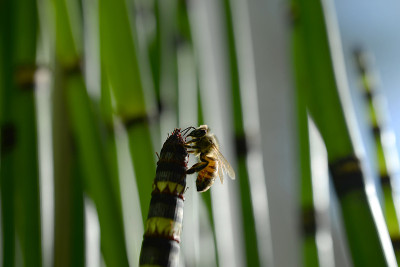 蜜蜂在prele