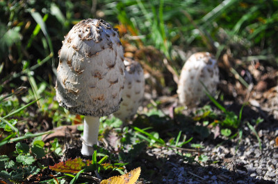 毛毛墨水帽(Coprinus comatus)组。