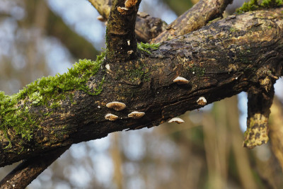 Crepidotus cesatii是一种木头上的牡蛎