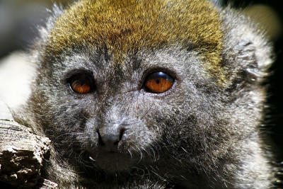 东部小竹狐猴(Hapalemur griseus)，也被称为t