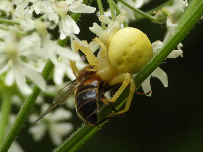 Misumène部门(Misumena vatia)