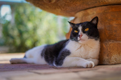 懒惰的猫