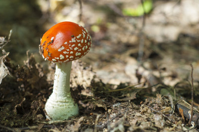 鹅膏,fly-agaric