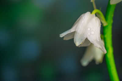 野风信子在早晨开花