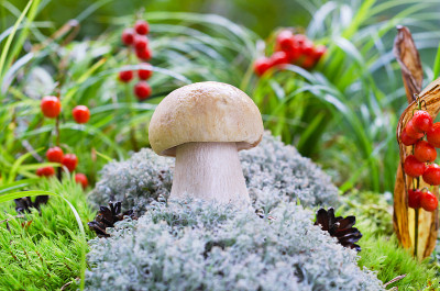 苔藓里长着一个白色的小蘑菇。有选择性的重点