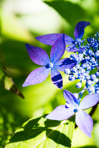 紫绣球花