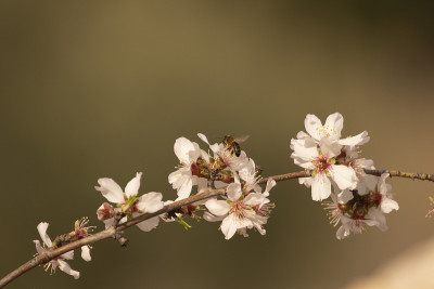蜜蜂