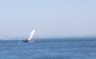Moliceiro