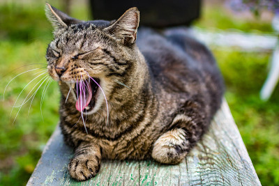 巨大的猫