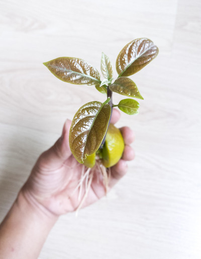 人手上的鳄梨芽