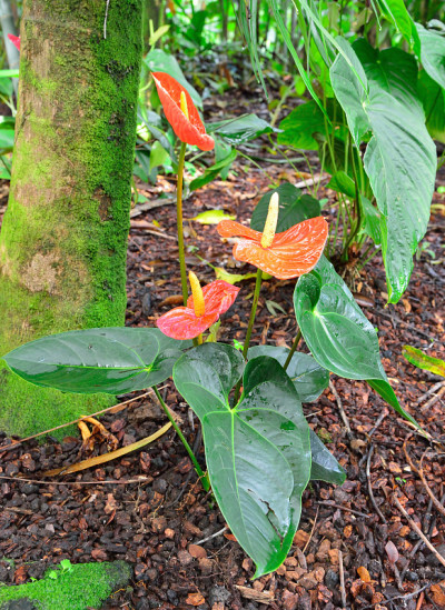 obake花烛属植物花