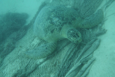 Turtles Sipadan记得