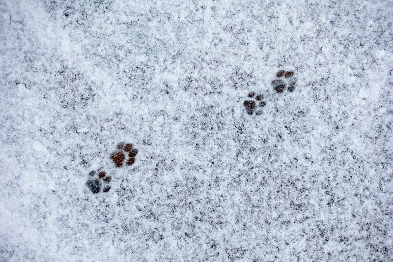 路上的雪地上有猫爪印