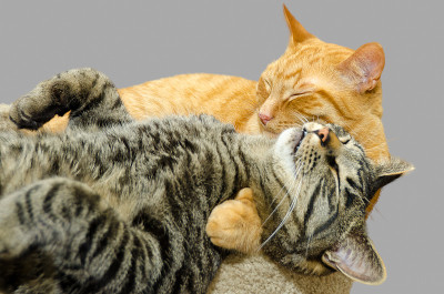 两个睡觉的猫