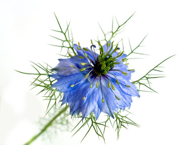 矢车菊