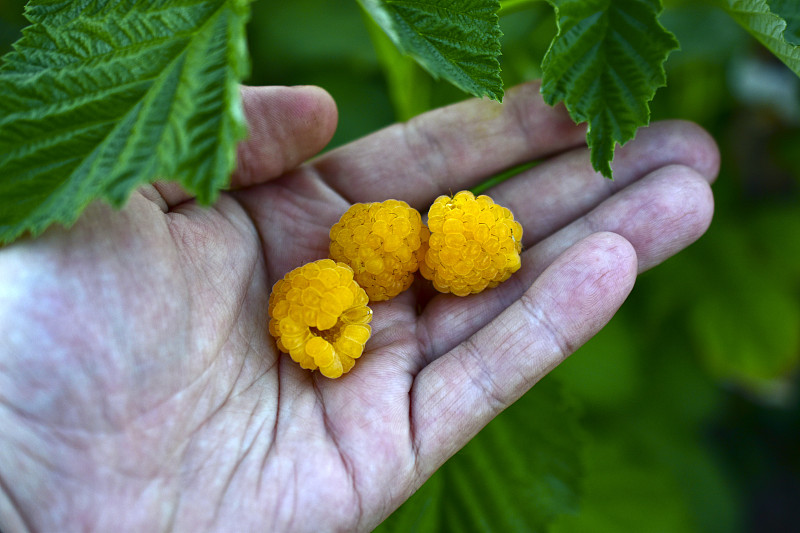 黄色的覆盆子浆果在你的手掌