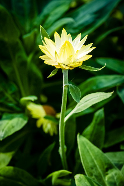 花盛开