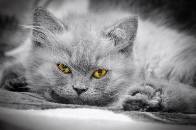 苏格兰的猫
