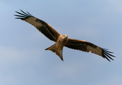 Milvus Milvus，红色风筝在飞行