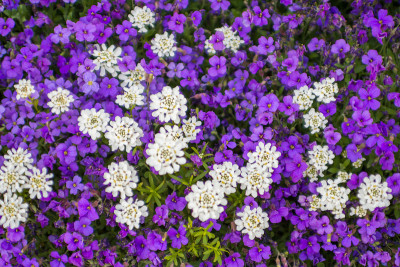 紫色和白色的花盛开在春天的纹理，背景