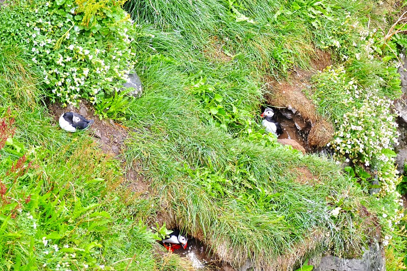 海雀聚居地在胡沙维克附近长满草的悬崖上