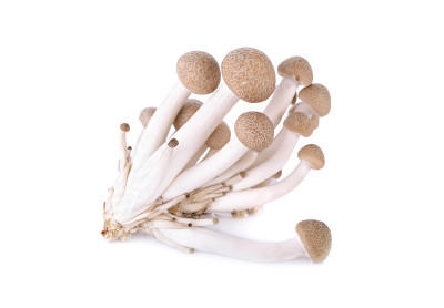 Shimeji蘑菇，白色背景上的棕色山毛榉蘑菇