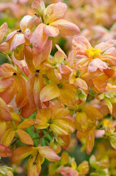 Mussaenda Philippica Garden童贞树，泰国