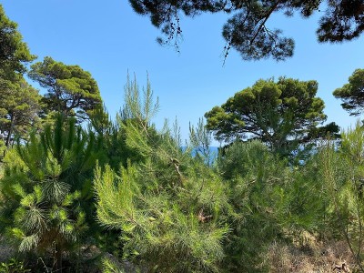 阳光明媚的夏日，地中海沿岸针叶林中的松树。郁郁葱葱的松树的树枝。常绿的松树和冷杉。密林中的美丽针叶树