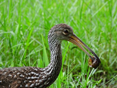Limpkin (Aramus guarauna)嘴里叼着一只苹果蜗牛