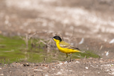 春鸟黄Wagtail Motacilla，雄性