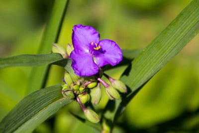 花园里的维吉尼亚蜘蛛草