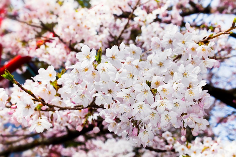 樱桃的花