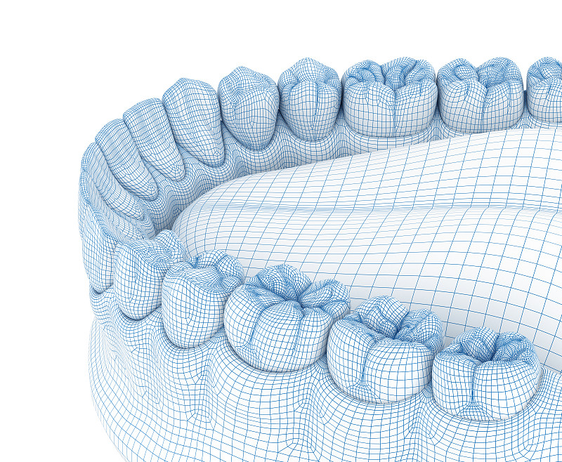 人类下颌牙龈和牙齿的形态。Wire 3d模型插图