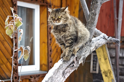 漂亮的纯种西伯利亚猫在房子的背景
