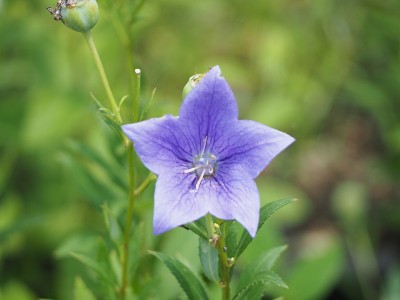 balloon flower