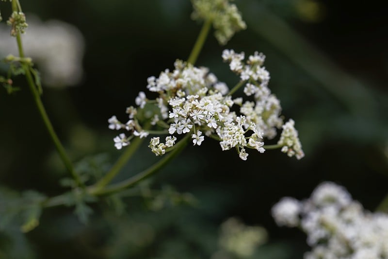 毒芹花，黄斑锥花