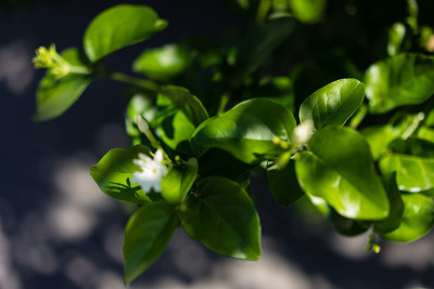 叶子叶子从茉莉花sambac阿拉伯茉莉花oleacea从印度