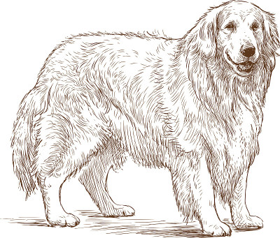 金毛寻回犬的素描